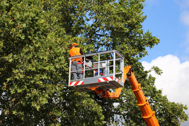 Best Tree Preservation Services  in Kingsburg, CA